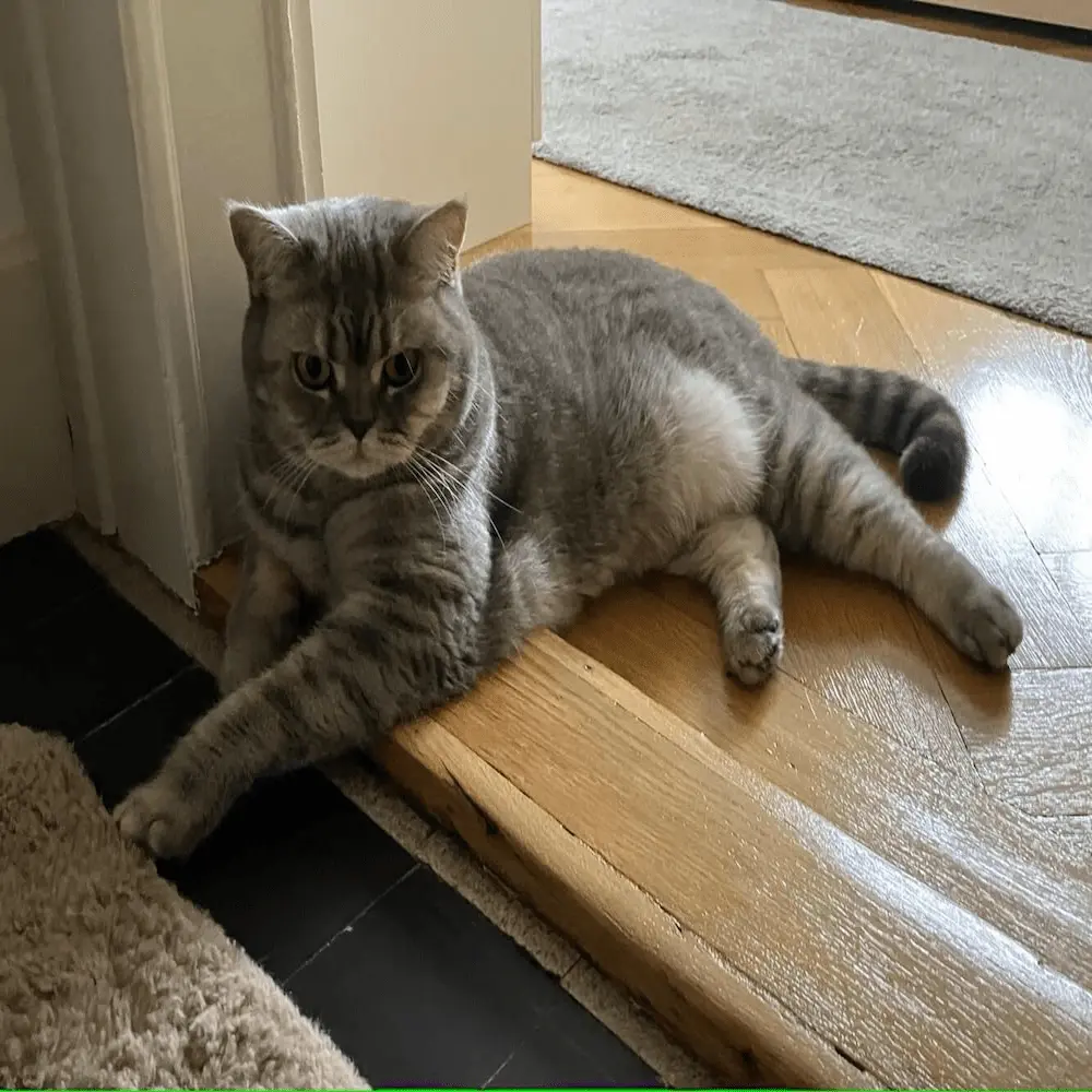 Luna, chat protégé